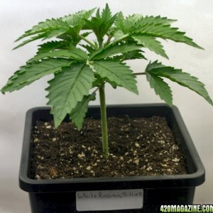 A Gardener's White Russian from seed @ day 19