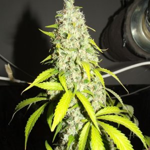 euforia strain