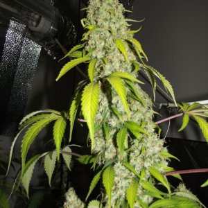 euforia strain