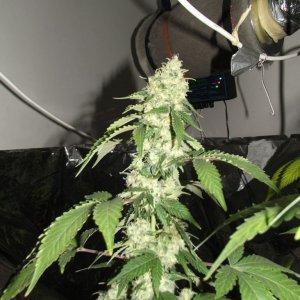 euforia strain