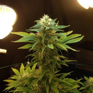 Skunk_1_-_COLA_-_Day_36_2