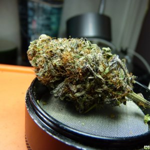 Blackwater Kush