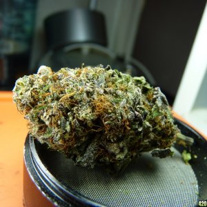 Blackwater Kush