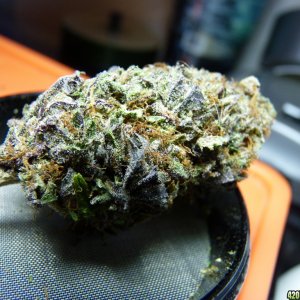 Blackwater Kush