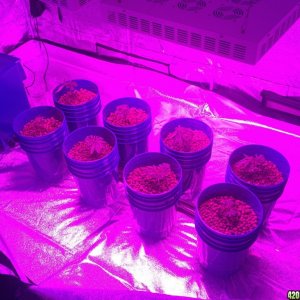 Just transplanted