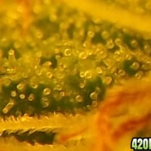 trichs_25