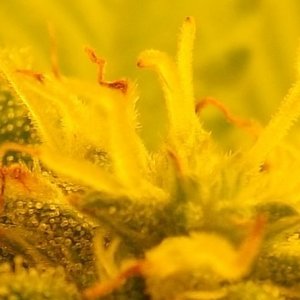 trichs_41