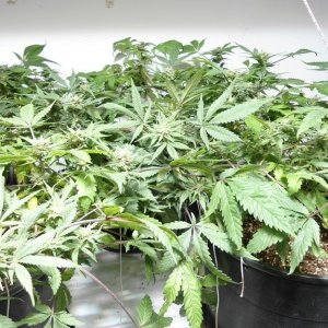 FIRST MED GROW, FLOWERING UPDATE PIC 28