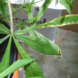 BLUE DREAM, PROBLEMS, NEAR DEATH?