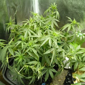 Bubble Day 44