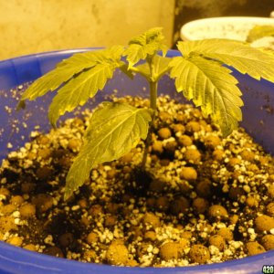 Durban Poison Growth