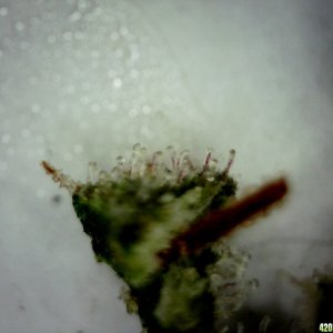 Cola Trichomes @ ~200X