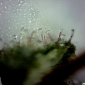 Cola Trichomes @ ~400X