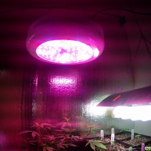 180 W LED UFO and CFL bank