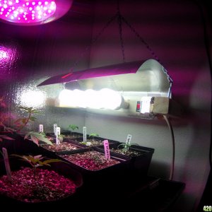 CFL bank and shot of seedlings