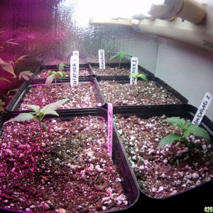 Seedlings - not so happy