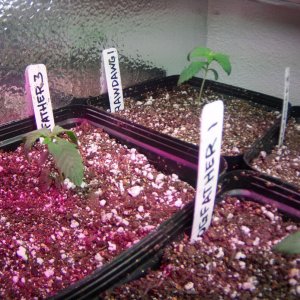 Droopin seedlings - post transplant