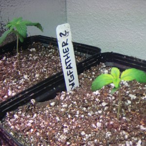 Runt Seedling - 12 - 8