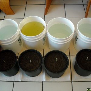 Four ex-ladies and bud washing setup