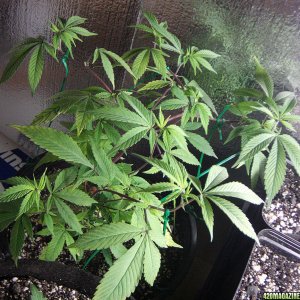 Blue Cheese Clone