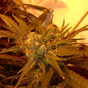 Mazar Mid flush week 8