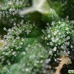 trichomes_2