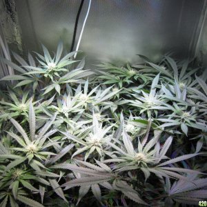 OG Kush LED DWC