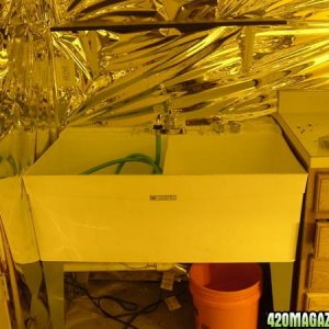 grow room pics