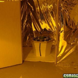 grow room pics