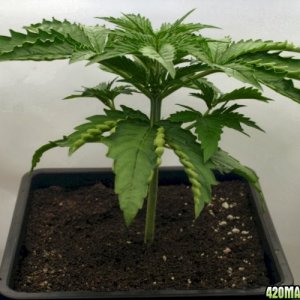 A Gardener's White Russian from seed @ day 19