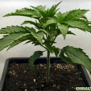 A Gardener's White Russian from seed @ day 19