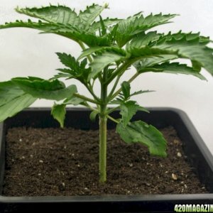 A Gardener's White Russian from seed @ day 19