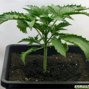 A Gardener's White Russian from seed @ day 19