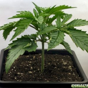 A Gardener's White Russian from seed @ day 19