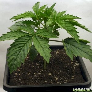 A Gardener's White Russian from seed @ day 19