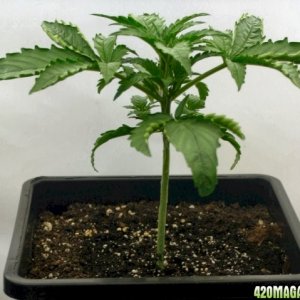 A Gardener's White Russian from seed @ day 19