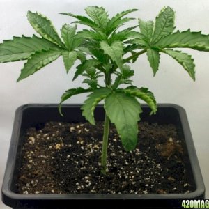 A Gardener's White Russian from seed @ day 19