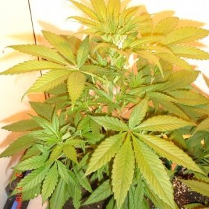 Day_11_HPS_Plant_1