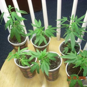 og kush babies 10/05/08