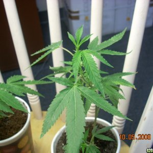 og kush babies 10/05/08