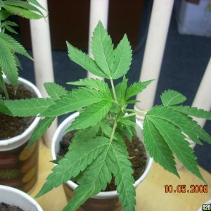 og kush babies 10/05/08