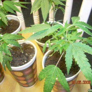 og kush babies 10/05/08