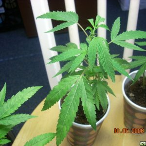 og kush babies 10/05/08