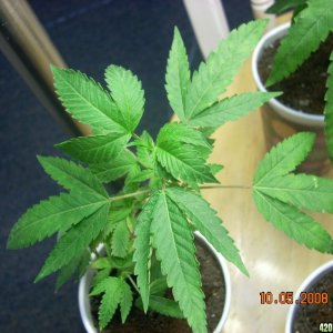 og kush babies 10/05/08