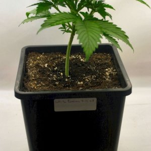 A Gardener's White Russian @ Day 24