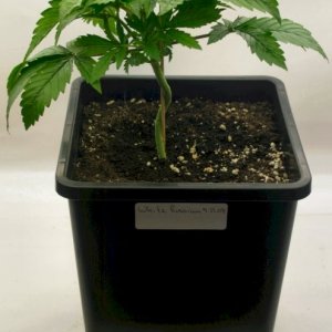 A Gardener's White Russian @ Day 24