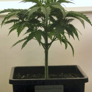 A Gardener's White Russian @ Day 24