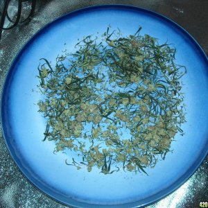 Popcorn buds and trimmed leaves