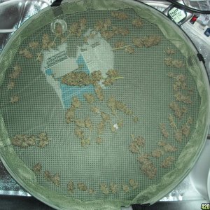 Overhead shot of trimmed buds