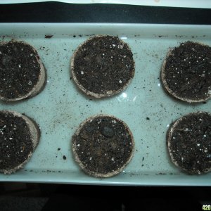 Peat pots in container